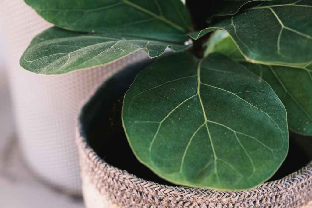 Ficus Lyrata: Como Cuidar? Saiba Como Ter Uma Planta Feliz e Saudável